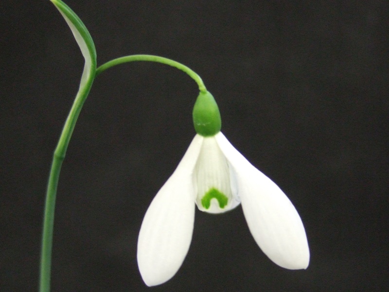 Galanthus 'Melvillei'-0