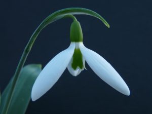 Galanthus elwesii 'Sickle'-0