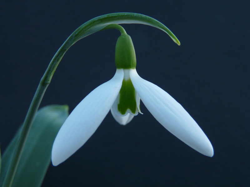 Galanthus elwesii 'Sickle'-0