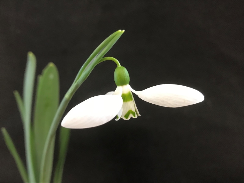 Galanthus 'Zwanenburg'-0