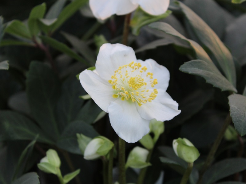 Helleborus niger-10893