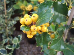 Ilex aquifolium 'Pyramidalis Fructu Luteo'-0