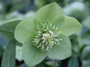 Helleborus x hybridus (Ashwood Garden Hybrids) Anemone form Green Shades-0