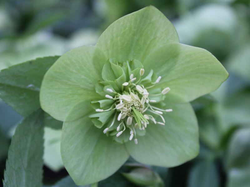 Helleborus x hybridus (Ashwood Garden Hybrids) Anemone form Green Shades-0