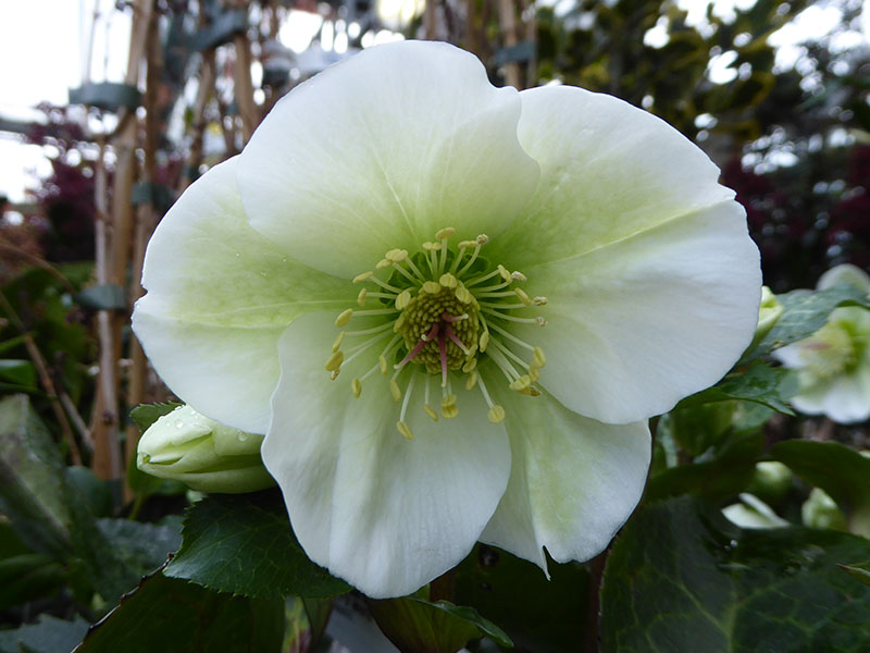 Helleborus (Rodney Davey Marbled Group) 'Molly's White'-12681