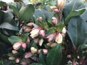 Helleborus Angel Glow-0