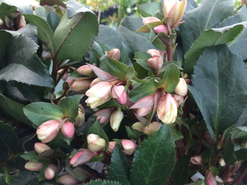 Helleborus Angel Glow-0