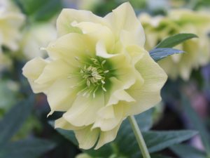 Helleborus x hybridus (Ashwood Garden Hybrids) Double primrose yellow shades-0