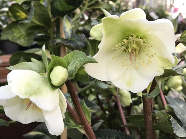 Helleborus (Rodney Davey Marbled Group) 'Molly's White'-0
