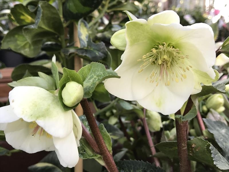 Helleborus (Rodney Davey Marbled Group) 'Molly's White'-0