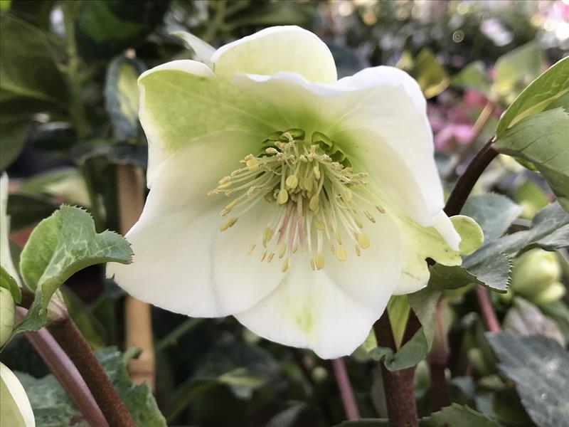 Helleborus (Rodney Davey Marbled Group) 'Molly's White'-13966