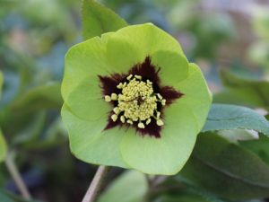 Helleborus x hybridus (Ashwood Garden Hybrids) Single green dark nectaries red flush-0