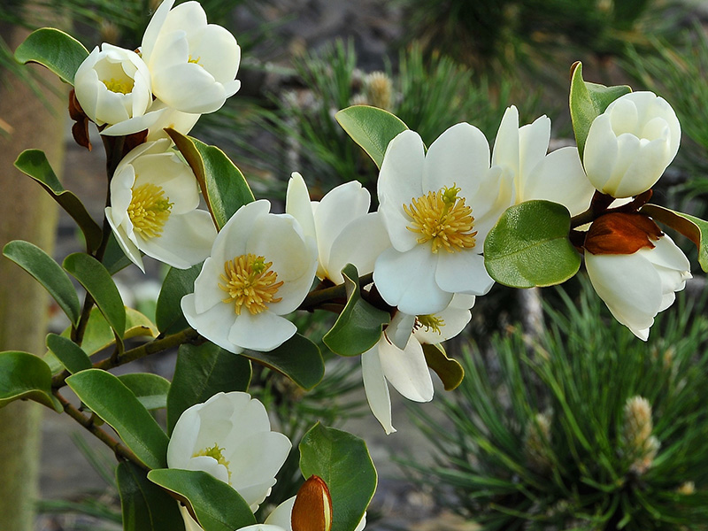 Magnolia laevifolia 'Gail's Favourite'-0