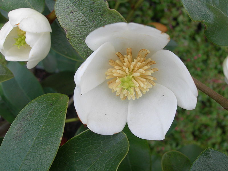 Magnolia laevifolia 'Gail's Favourite'-11125