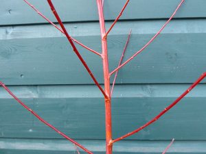 Salix alba var. vitellina 'Yelverton'-0