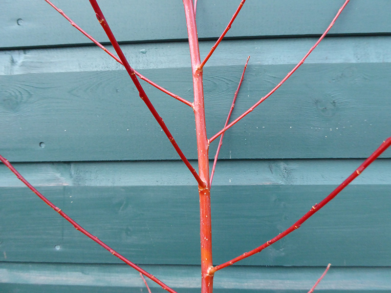 Salix alba var. vitellina 'Yelverton'-0