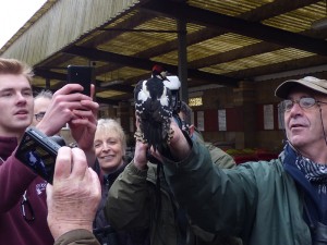 A great spotted woodpecker is the undisputed star of the November bird ringing