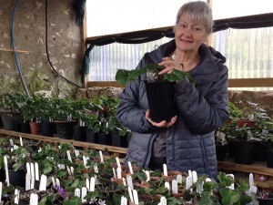 Glenn Shapiro with her National Collection of Hepatica