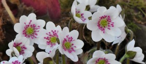 Plant Heritage Hepatica Day in Lancashire