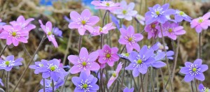 Ashwood Nurseries plans to exhibit hepaticas at Chelsea