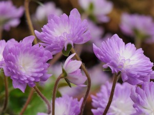 A double selection of Hepatica japonica f.magna