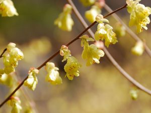 Corylopsis pauciflora-0