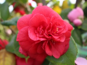 Camellia japonica 'Purple Emperor'-0