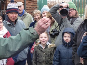 A wren delights the crowds at the February bird ringing