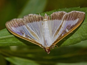 The moth of the Box tree caterpillar moth