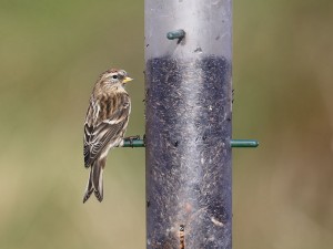 Lesser Redpoll, a welcome winter visitor