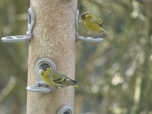 Siskins feasting on a feeder