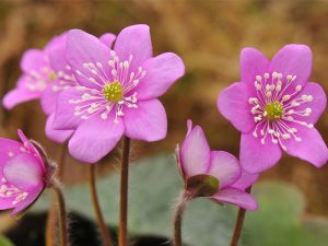 Hepatica nobilis Ashwood Pale Pink-0