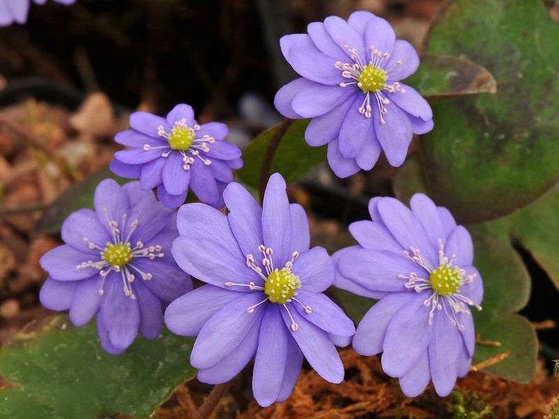 Hepatica nobilis Multipetala Group-11430
