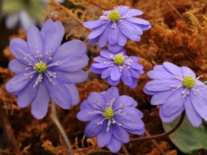 Hepatica nobilis Multipetala Group-0