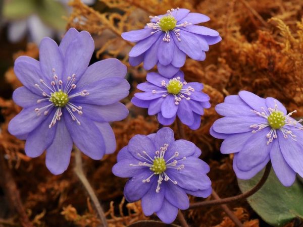 Hepatica nobilis Multipetala Group-0