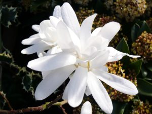 Magnolia stellata-0