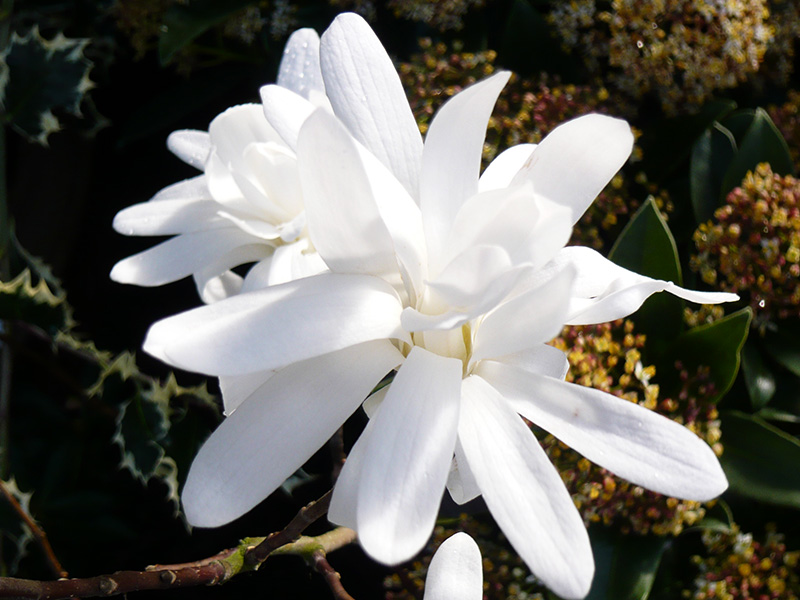 Magnolia stellata-0