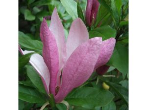Magnolia 'Susan' -0