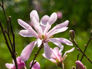 Magnolia x loebneri 'Leonard Messel'-0
