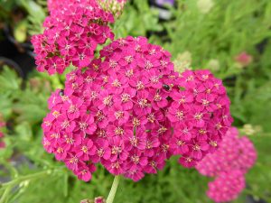 Achillea millefolium 'New Vintage Rose'-0