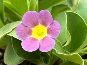 Primula auricula 'Ashwood Cavalier'-0