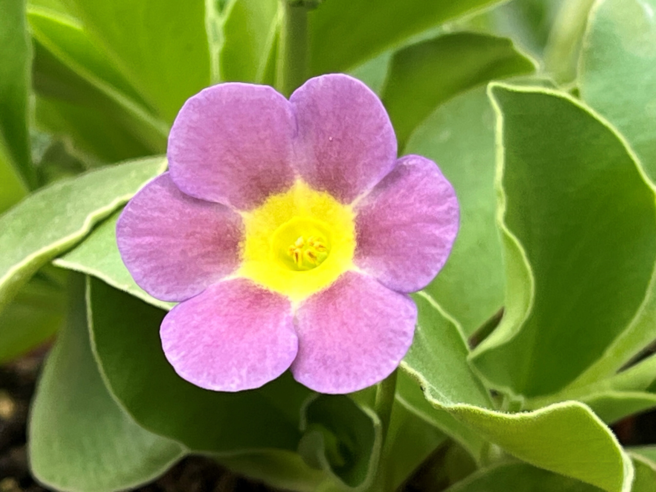 Primula auricula 'Ashwood Cavalier'-0