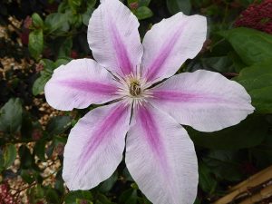 Clematis 'Bees Jubilee'-0