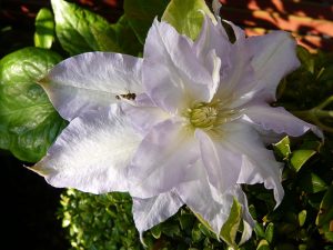 Clematis 'Chalcedony'-0
