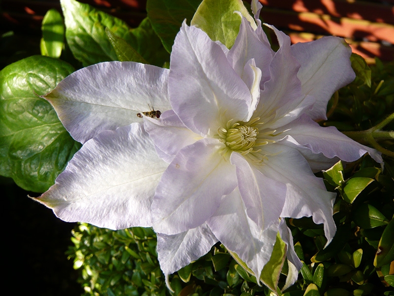 Clematis 'Chalcedony'-0