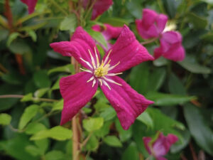 Clematis viticella 'Madame Julia Correvon'-0