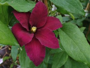 Clematis 'Niobe'-0
