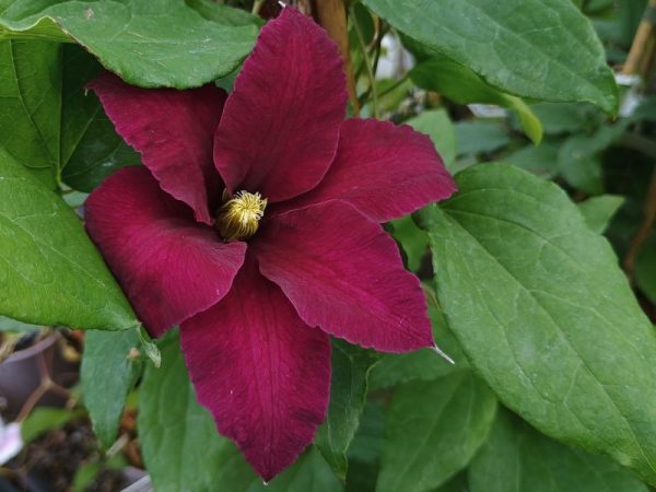 Clematis 'Niobe'-0