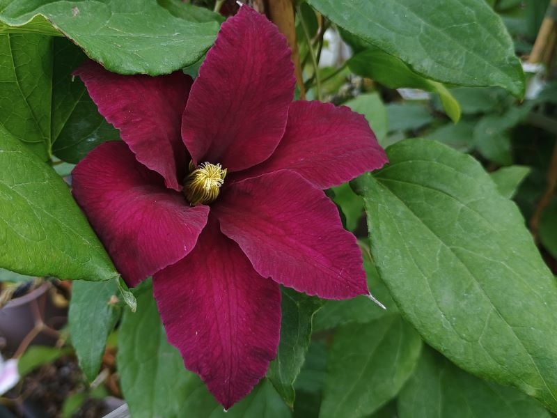 Clematis 'Niobe'-0
