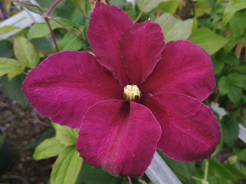 Clematis 'Niobe'-24373